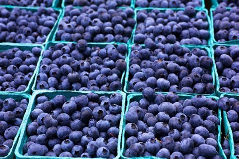 Malaysia: New Market for Peruvian Blueberries .